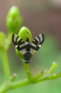 This is an image of a fruit fly with white eyes and black/white striations on the body and wings.